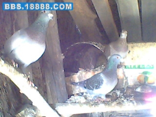IMG0261A.jpg