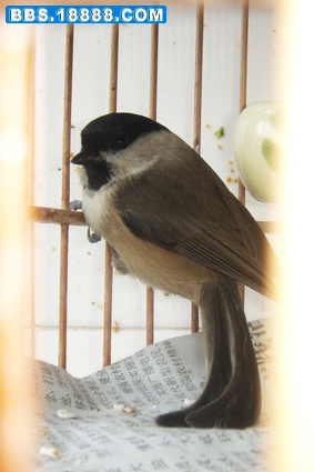 DSC02455.JPG