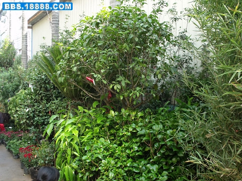 DSCF2116.JPG