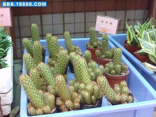 DSCF2208.JPG