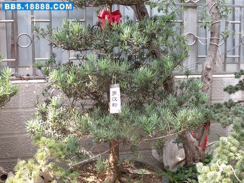 DSCF2111.JPG