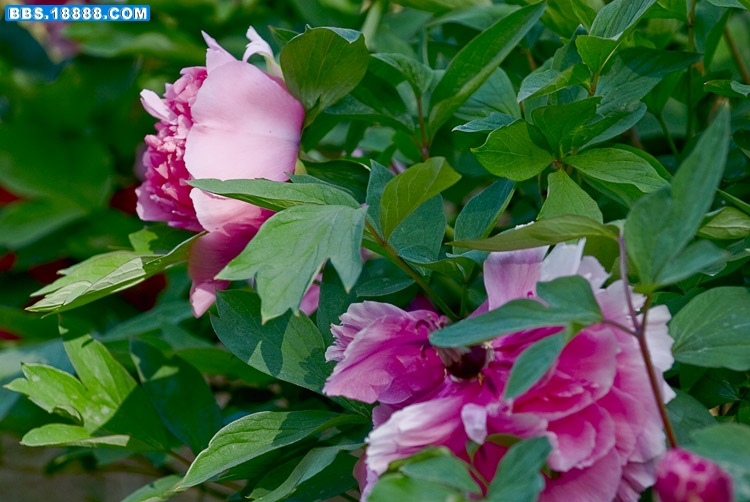 20090317_86aaaaab7c9e02590200tD61V6tQXdXh.jpg