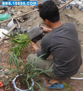 两盆.JPG
