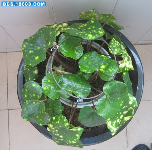 0911鸟 032.jpg