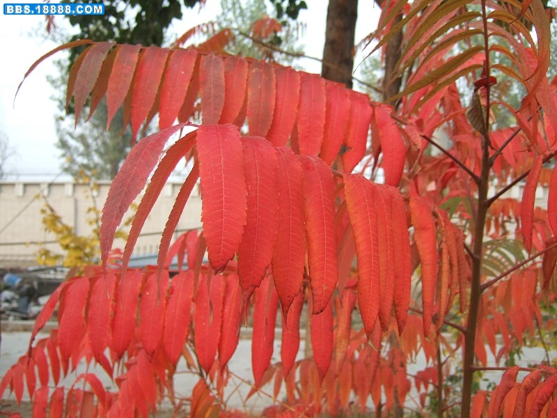 i深秋的火炬树mages053.jpg