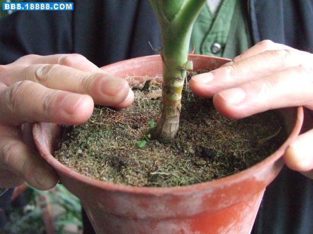2双手握住花盆扁缘,手指离开盆土.jpg