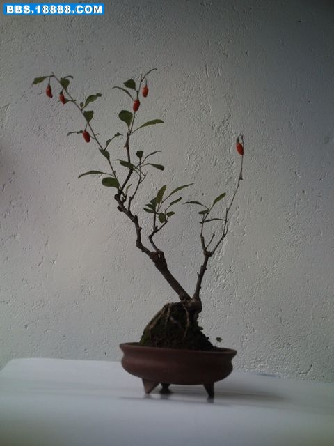 PICT0142.JPG