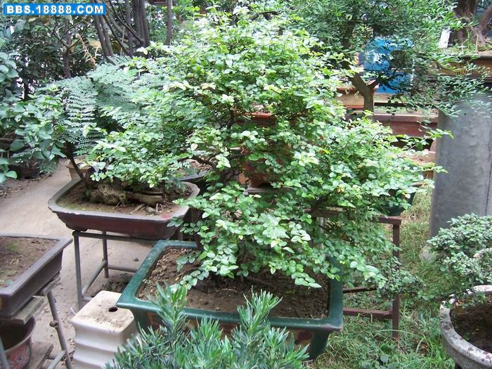 100_2889.JPG