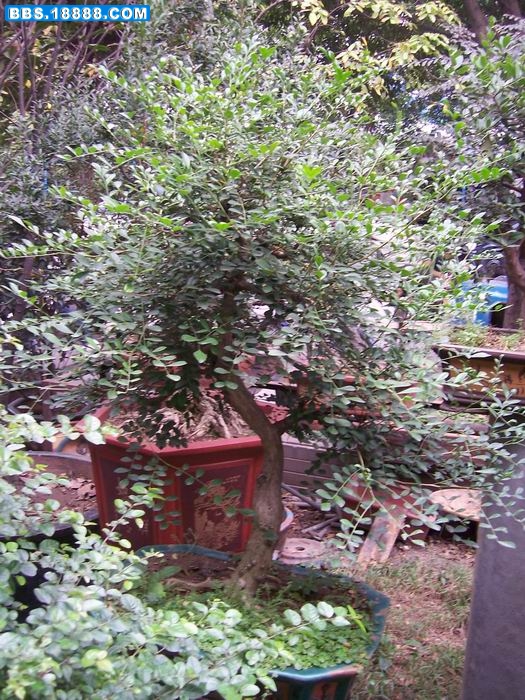 100_2890.JPG