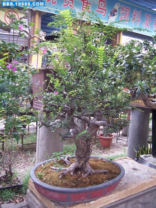 100_2897.JPG