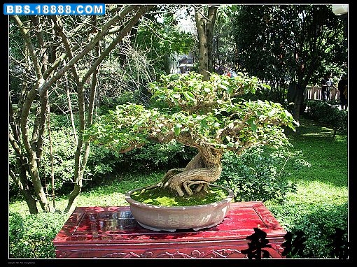 盆3.jpg
