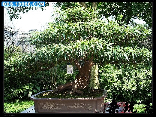 盆4.jpg