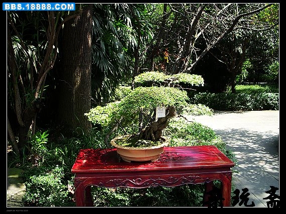 盆44.jpg