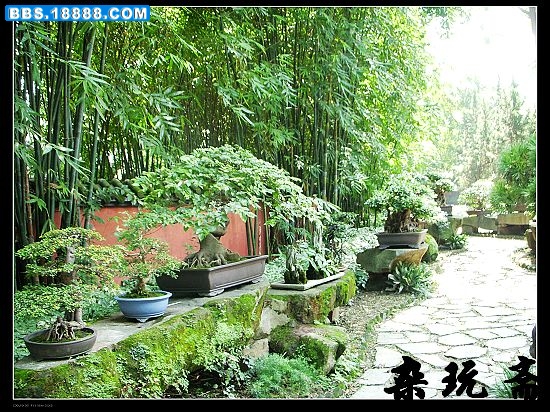 盆11.jpg