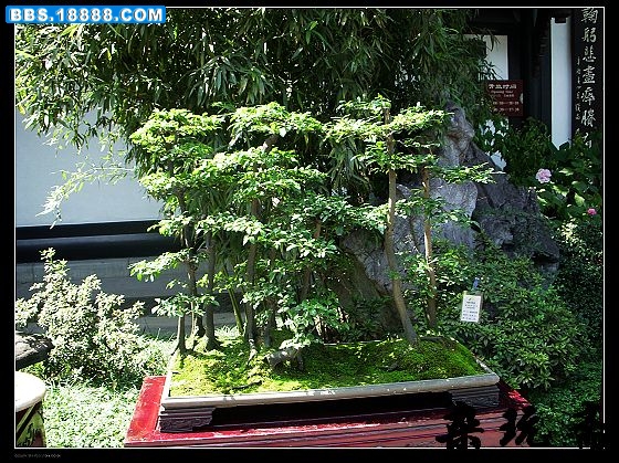 盆7.jpg