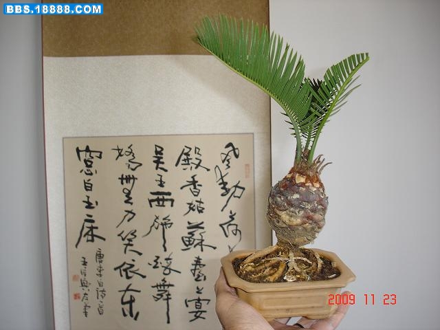 小白磷 (1).JPG