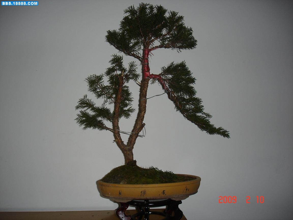 小真柏.JPG