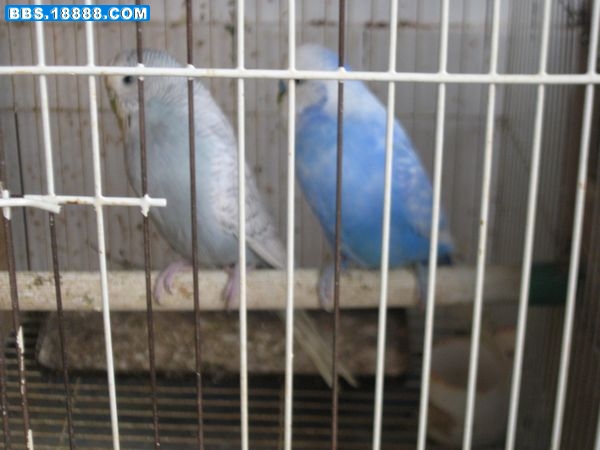 IMG_2241.jpg