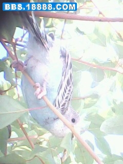 IMG0076A.jpg