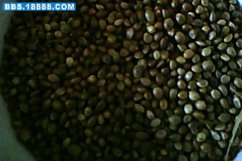 IMG0110A.jpg
