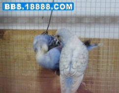 鱼鳞.jpg