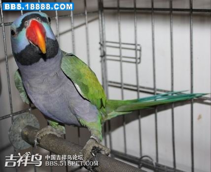 调整大小 20091124_b8a0d728faf261615996uzXOsC7jA3vZ[1].jpg