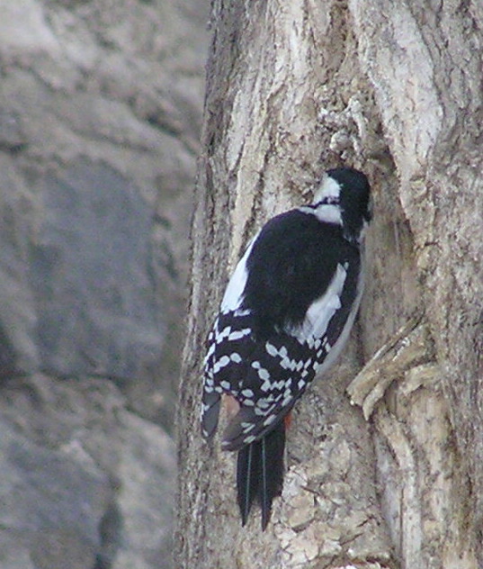 P2250067-3.jpg