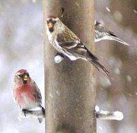 commonredpoll10tr_resized_mmcc.JPG