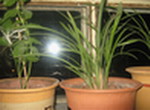 照片 090.JPG