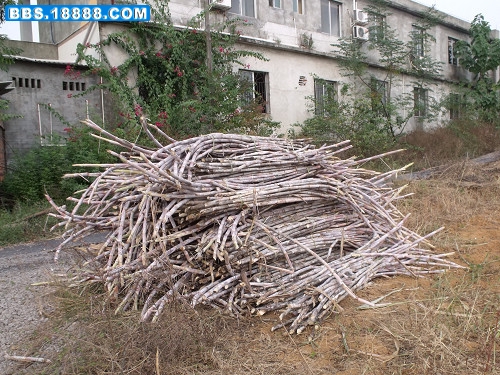 DSCF2409.JPG