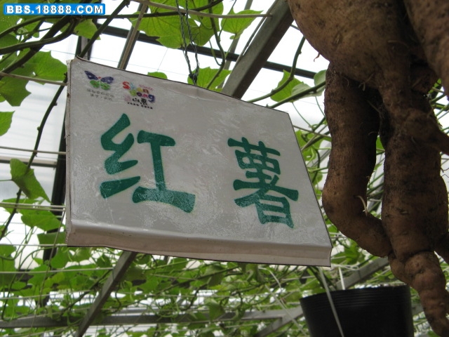 农高园 398.jpg