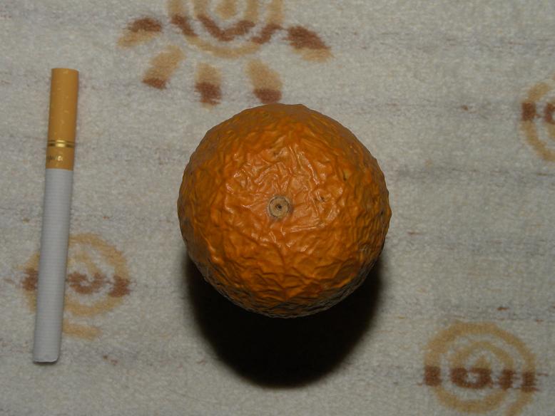 DSCN0681.JPG