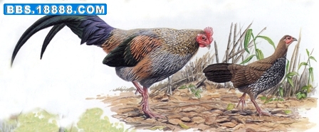 38%20Grey%20Junglefowl.jpg