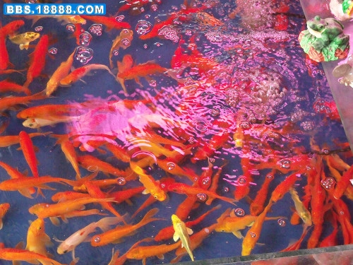 DSCF2080.JPG