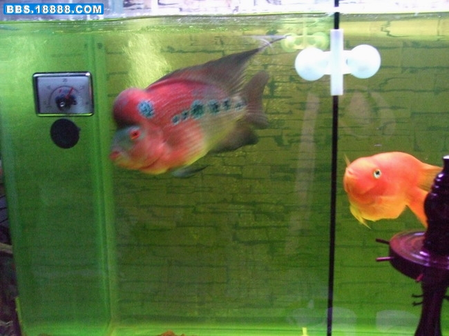 罗汉鱼1.JPG