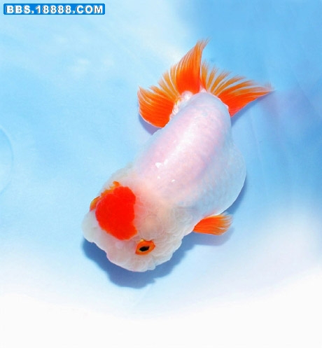 虎头22.jpg