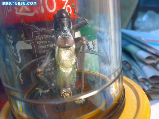 20091113009.jpg