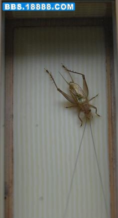 DSC_0825.JPG
