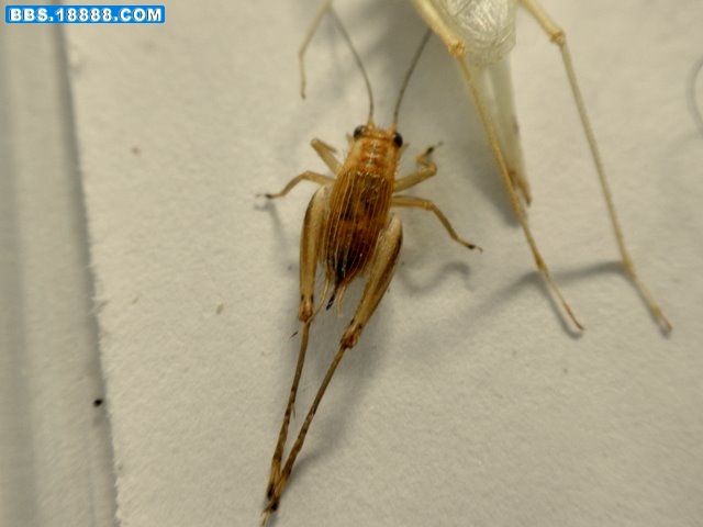 PB141522.JPG