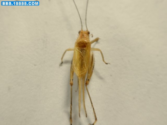 PB141523.JPG