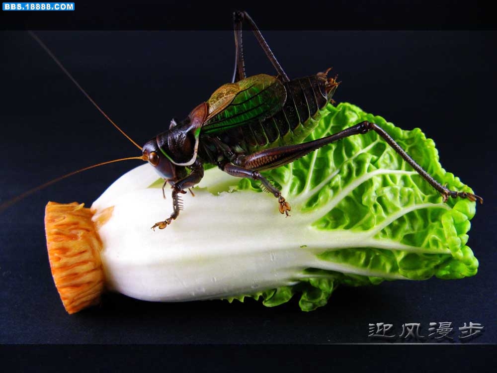 IMG_4541 拷贝.jpg