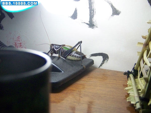 100_5221.jpg