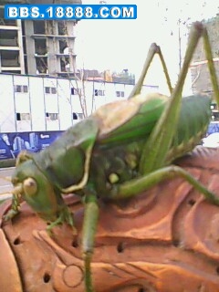 IMG0062A.jpg