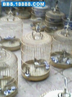 IMG11081439aa.jpg