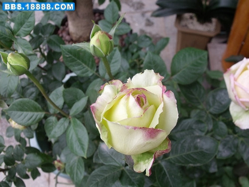 DSCF2753.JPG