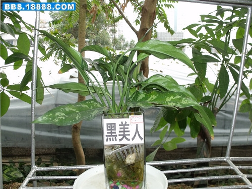 DSCF3026.JPG