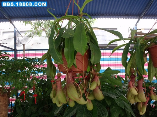 DSCF2807.JPG