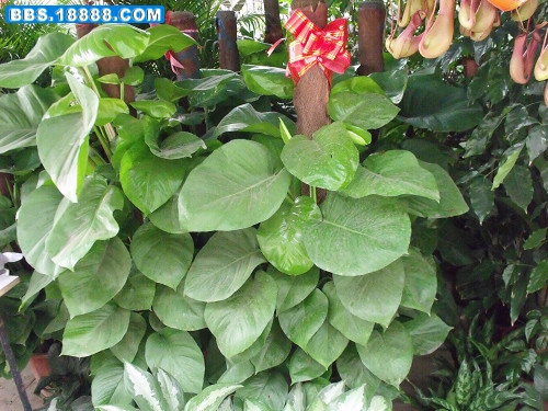 DSCF2795.JPG