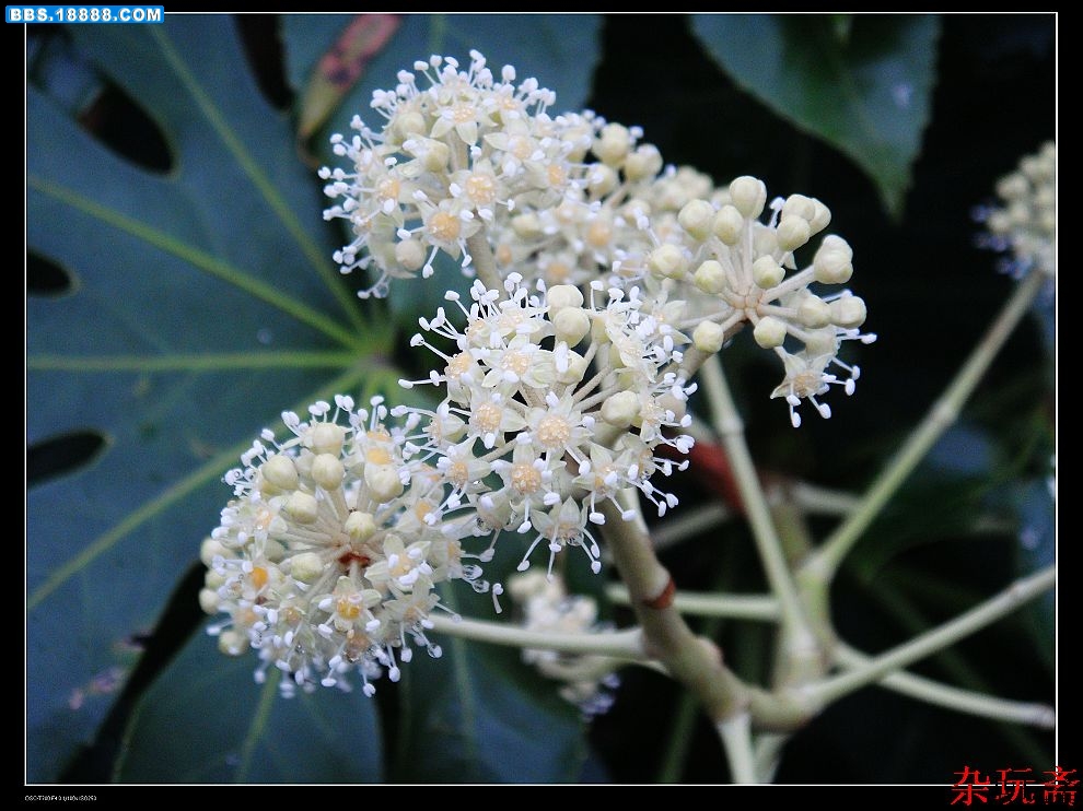 球花1.jpg