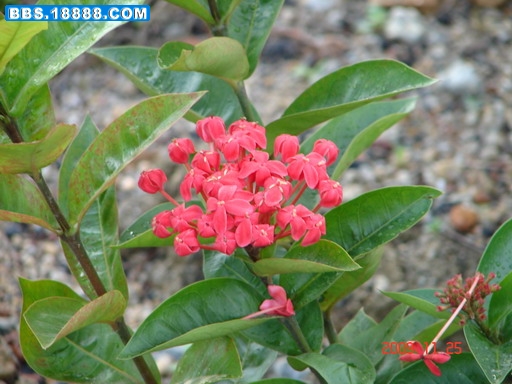 DSC03767_缩小大小.JPG